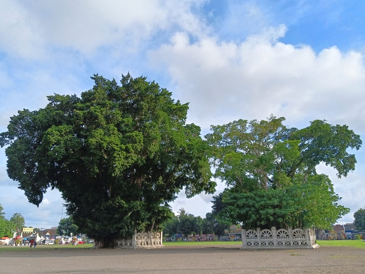 Dua pohon beringin kembar di alkid, Sumber: jogja.disway.id