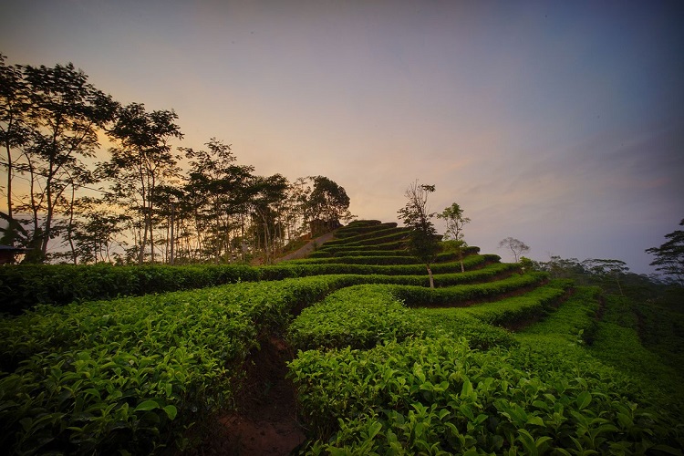Desa Wisata Nglinggo, Sumber: travel.kompas.com